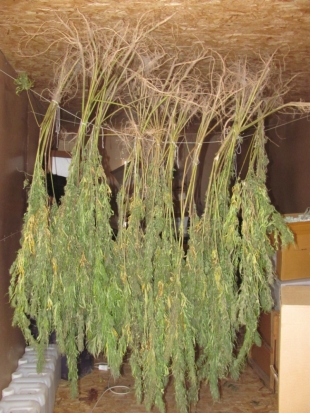 120 кустов конопли и 5 килограммов каннабиса изъяли у жителя Псковского района (ФОТО) - 2020-09-04 14:34:00 - 1