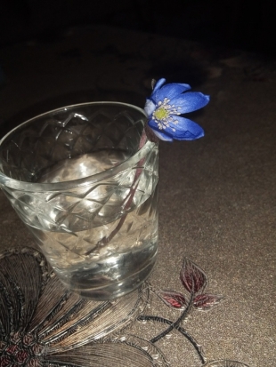 ФОТОфакт: великолучане собирают подснежники - 2020-01-21 18:27:00 - 1