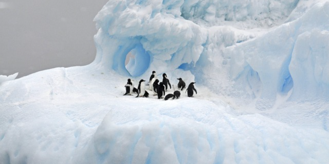 Открываем Антарктику вместе - 2020-12-05 10:00:00 - 1