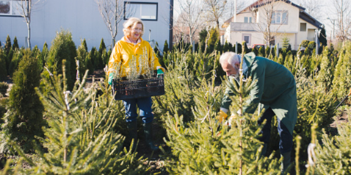 Эксперты Роскачества рассказали, как выбрать елку - 2020-12-21 18:30:00 - 1