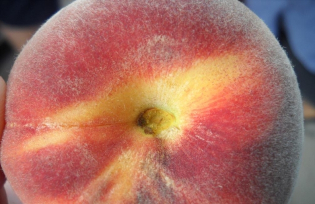 Почти 20 тонн зараженных персиков запретили ввозить в Псковскую область - 2019-07-02 11:01:00 - 1