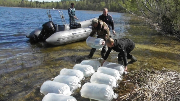 Озеро Ордово Невельского района зарыбили щукой - 2019-05-06 17:56:00 - 1