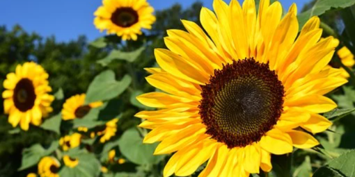 Повышены экспортные пошлины на семена подсолнечника и рапса - 2020-12-10 18:30:00 - 1