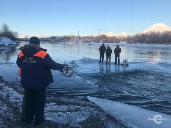 Трое на льдине, не считая собаки. Спасатели пришли на помощь жителям Камчатки, дрейфовавшим по реке Авача - 2020-02-18 13:56:00 - 1
