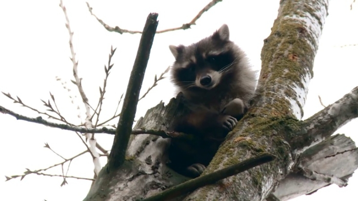Кизлярские спасатели помогли еноту слезть с дерева - 2020-01-22 14:28:00 - 1