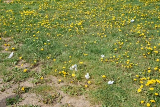 Городской пляж очень ждет начала сезона (ФОТО) - 2016-05-13 11:59:00 - 1