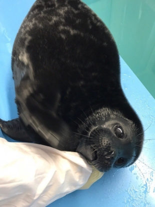 Любимец петербуржцев Крошик стал жгучим брюнетом (ВИДЕО) - 2019-04-18 16:13:00 - 1