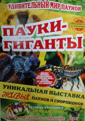 Уникальная выставка живых пауков и скорпионов в Великих Луках! - 2020-10-29 11:11:00 - 1