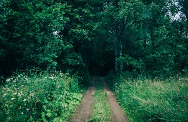 В погоне за чертом: как найти в Локнянском районе проклятую поляну и вернуться оттуда живым - 2020-08-03 11:52:00 - 1