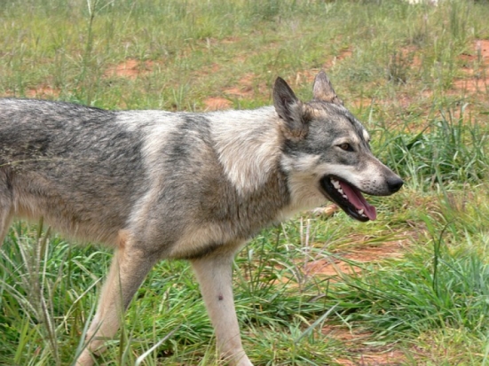 Карантин по бешенству введен в Великолукском районе - 2020-02-06 08:34:00 - 1