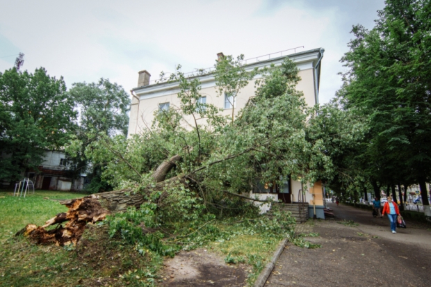 Фоторепортаж: В центре Великих Лук огромное дерево упало на жилой дом - 2020-07-02 12:22:00 - 1