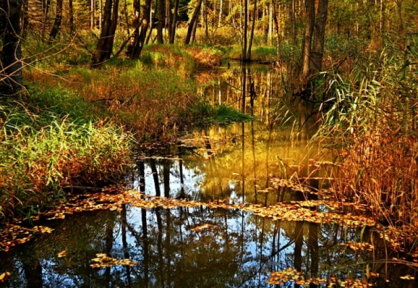 В Псковской области в лесу заблудился подросток - 2019-10-14 11:20:00 - 1