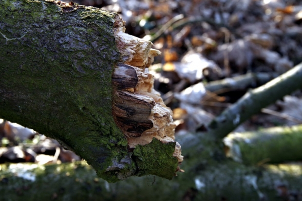 Водитель сбил дерево в Великих Луках - 2019-08-05 16:59:00 - 1