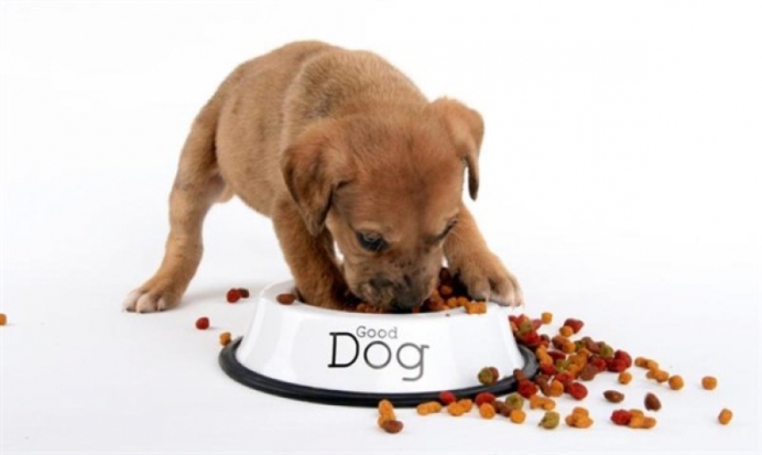 Какой корм покупать щенкам, рассказали в Роскачестве - 2019-08-03 13:27:00 - 1