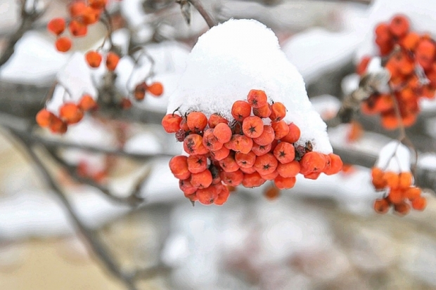 Прогноз погоды на 23 февраля в регионе и Великих Луках - 2019-02-23 08:02:00 - 1