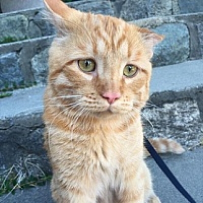 В Куньинском районе беззащитного кота расстреляли из пневматики. Десять раз - 2017-01-20 14:14:00 - 1