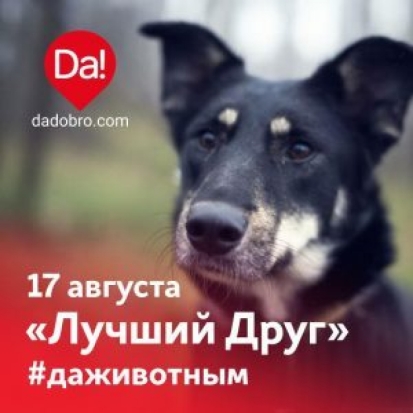 Псковичи смогут помочь бездомным собакам в рамках акции «Лучший друг» - 2019-08-14 08:13:00 - 1