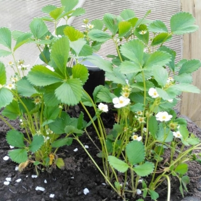 Завтра в Великих Луках днем ожидается до +19°С - 2016-05-15 22:02:00 - 1