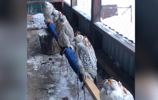 В Камчатском крае у браконьеров изъяли 10 кречетов - 2019-12-25 11:48:00 - 1