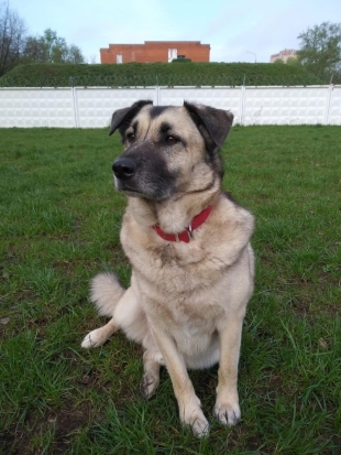 В Невельском районе жестоко убили собаку - 2020-08-14 18:26:00 - 1