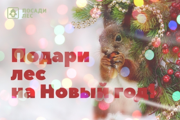 Не срубить, а посадить - в Псковской области стартовала акция «Раз, два, три! Елочка, расти!» - 2019-12-19 10:57:00 - 1