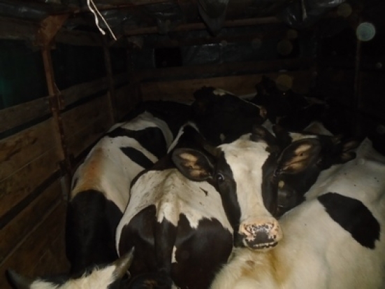 Нарушения ветеринарного законодательства привели к возврату сотрудниками Россельхознадзора 10 телят в Республику Беларусь - 2019-08-26 06:46:00 - 1