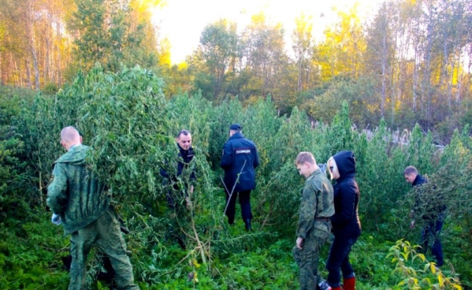 В Псковской области полицейскими уничтожен крупный участок дикорастущей конопли - 2019-09-30 09:28:00 - 1