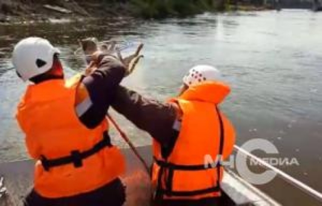 В зоне паводка в Иркутской области спасатели вызволяют из водного плена четвероногих пострадавших - 2019-07-10 12:56:00 - 1