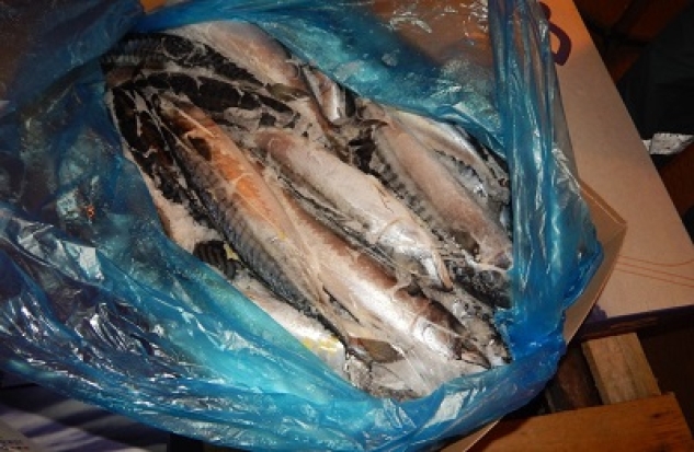 Почти 20 тонн норвежской скумбрии не пропустили в Псковскую область - 2019-08-01 08:34:00 - 1