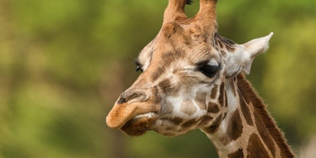 Утверждены правила субсидирования частных цирков и зоопарков - 2020-12-19 09:00:00 - 1