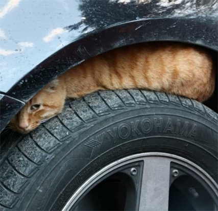 Застрявшего матерого кота освободили псковские спасатели - 2016-11-17 09:34:00 - 1