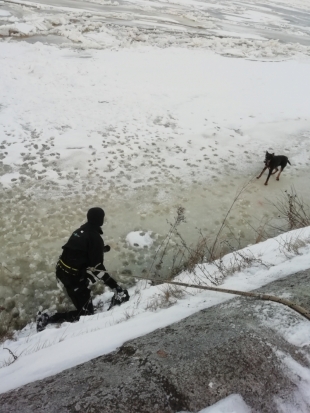 Со льда Волги в Твери спасли собаку (ФОТО) - 2020-02-07 14:53:00 - 1