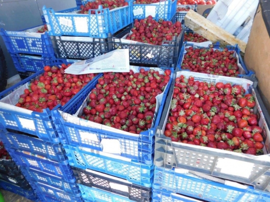 Ягоды, фрукты и овощи не пропустили через границу в Псковской области - 2019-07-02 12:24:00 - 1