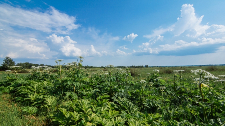 Борщевик наступает! Великие Луки атакует ядовитый сорняк - 2020-06-30 18:27:00 - 1