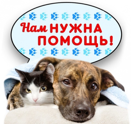 В филиале великолукской библиотеки проходит благотворительная акция «Доброе сердце» - 2020-03-07 17:38:00 - 1