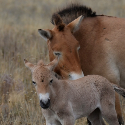 Популяция лошадей Пржевальского в России увеличилась (ФОТО) - 2018-09-21 15:22:00 - 1