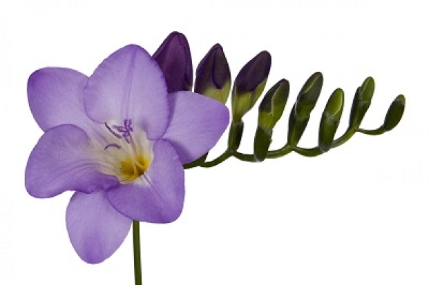 Крупная партия цветов из-за рубежа не прошла фитосанитарный контроль в Псковской области - 2019-07-11 07:29:00 - 1