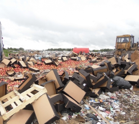 И снова 20 тонн яблок неустановленного происхождения уничтожены в Псковской области - 2019-07-09 14:36:00 - 1