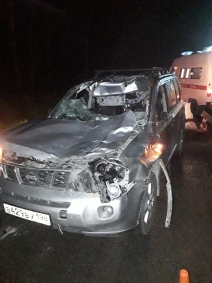 В Стругокрасненском районе произошло ДТП с участием лося (ФОТО) - 2020-07-20 11:38:00 - 1