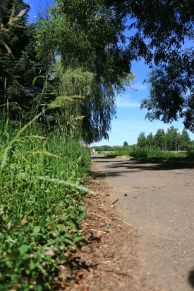 ФОТОфакт: «некошенное лицо города» - 2019-06-25 21:21:00 - 1