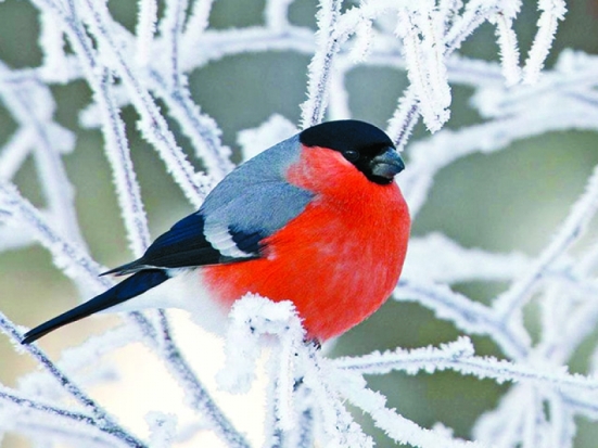 Прогноз погоды на 18 февраля в регионе и Великих Луках - 2019-02-18 06:02:00 - 1