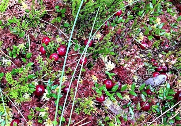 13 сентября по народному календарю – Куприянов день, Журавлиное вече - 2018-09-13 08:31:00 - 1