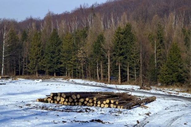 Ущерб за нарушение лесного законодательства взыскан судебными приставами в пользу Бежаницкого лесничества - 2019-09-25 18:02:00 - 1