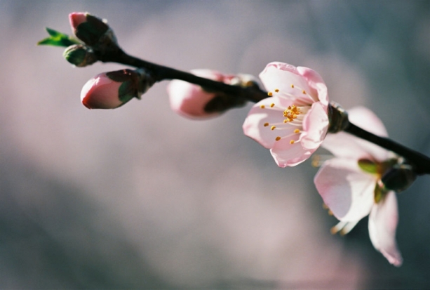 Прогноз погоды в Псковском регионе на 29 апреля - 2019-04-29 06:02:00 - 1