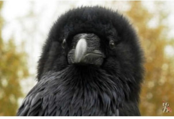 Возьми вороненка, стань добрее! - 2016-06-03 15:23:00 - 1