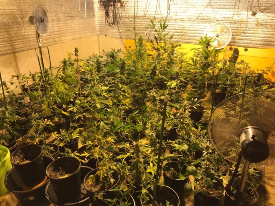 Выращенный в подпольных условиях каннабис подмосковный ботаник закатывал в банки (ФОТО, ВИДЕО) - 2019-06-27 08:53:00 - 1