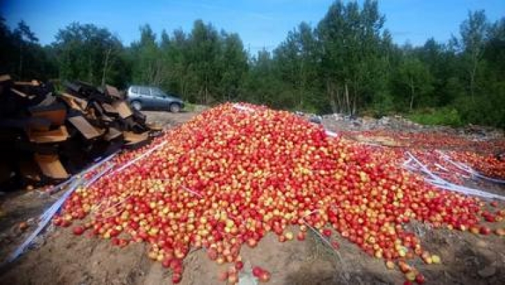 В Псковской области в задержанном автомобиле сотрудники Россельхознадзора выявили польские яблоки - 2019-08-10 21:22:00 - 1