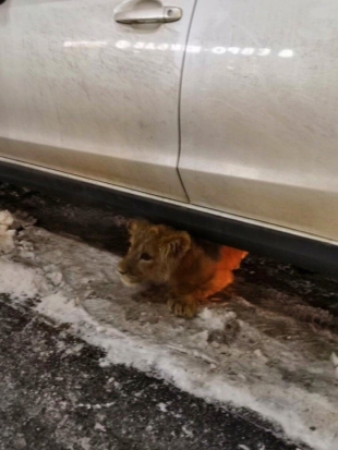 Петербуржцы спасли львёнка, в одиночестве гулявшего по городу - 2019-01-16 08:56:00 - 1