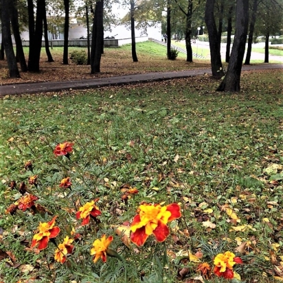 Прогноз погоды на 19 октября по Псковскому региону и Великим Лукам - 2018-10-18 22:02:00 - 1