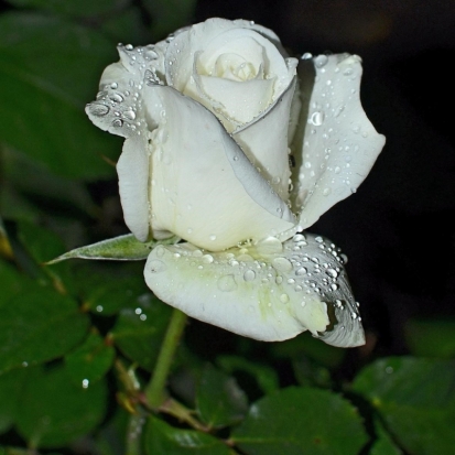 Завтра в Великих Луках днем ожидается до +25°С - 2016-06-16 22:02:00 - 1